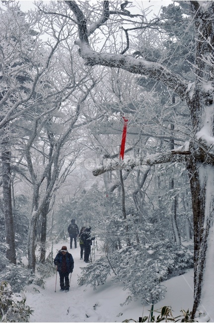 겨울,한라산,겨울산,눈,눈꽃,산,겨울풍경,풍경,제주,겨울제주,설산,snow,landscape,winter,리본,ribbon,등산,산행,등산스틱,눈길,눈밭,눈속,하얀,겨울배경,눈세상,산길,지표,행선지표,겨울,계절,winter,season,자연,풍경,nature,landscape,사람들,대중,군중,other people,crowd,storm,폭풍,outdoors,옥외,blizzard,눈보라