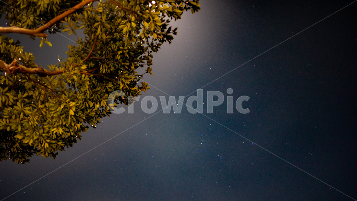 나무,하늘,별,star,nature,자연,outdoors,공간,space,옥외,starrysky,tree,별이빛나는하늘,밤,astronomy,천문학,universe,우주,밤하늘,nightsky