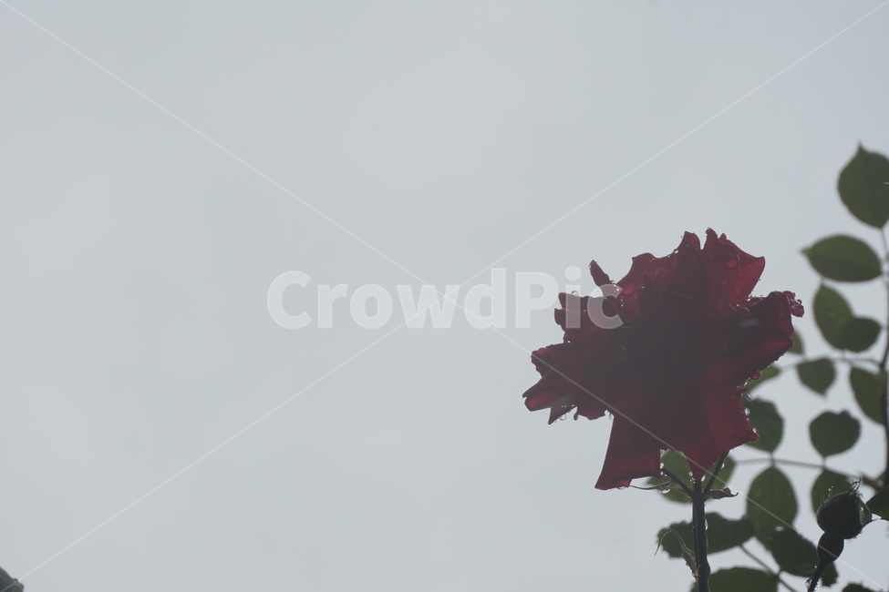장미,도시,회색,하늘,비,city,신촌,rose,우울,rain,꽃,식물