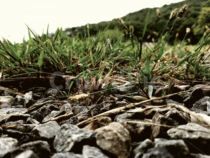 삭막함,공터,잔디,자갈,땅,일상,오후,색감,desolate,vacantlot,grass,gravel,ground,Afternoon,daily,color,View,식물,자연,plants,nature
