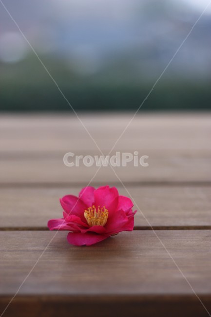 동백한송이,동백꽃,겨울꽃,꽃잎,빨간꽃,꽃,flower