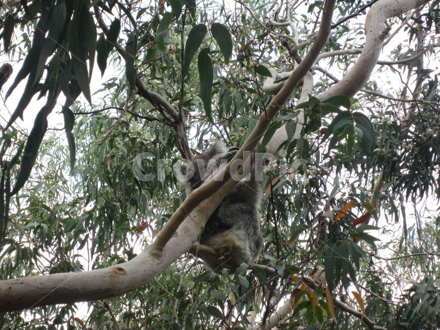 koala,animal,코알라,동물,나무,동물,animal,포유류,mammal
