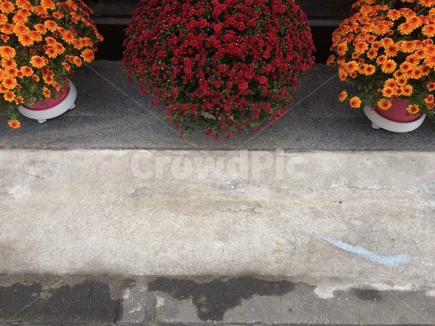 꽃,식물,자연,flower,nature