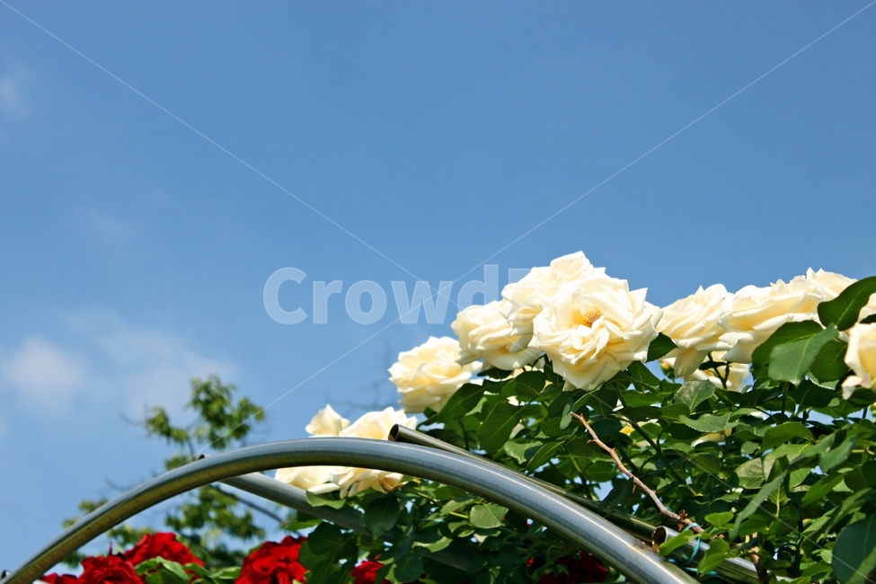 장미,식물,꽃,beauty,감성,클로즈업,쌍떡잎식물,plant,flower,rose,가시,white,백장미,하늘,푸른하늘,자연,nature,식물,자연,plants,nature,꽃,flower