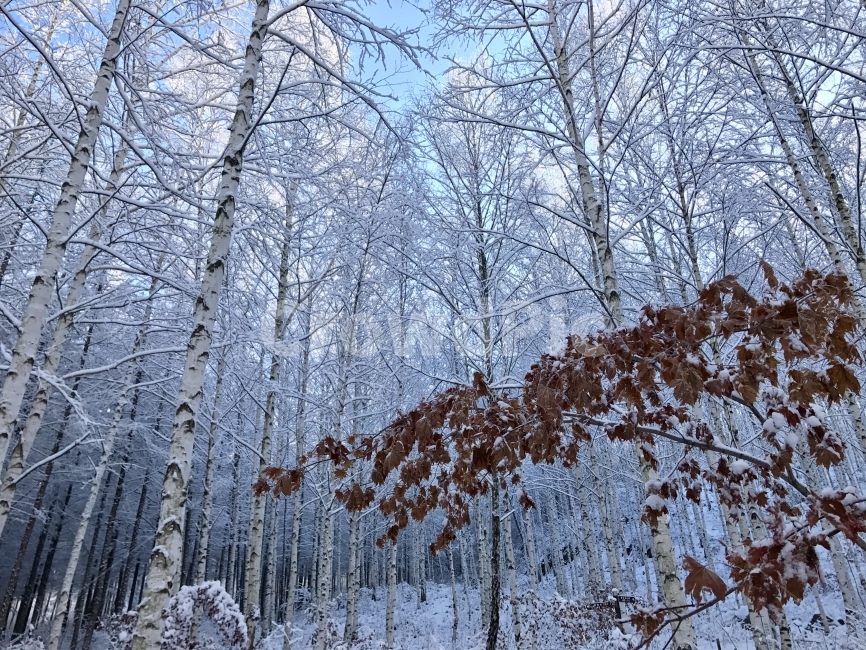 자작나무,눈,아침,낙엽,인제,겨울,계절,winter,season,자연,풍경,nature,landscape,식물,plants,나무,trees,wood,outdoors,옥외,snow