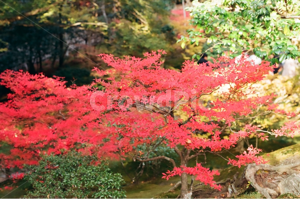 가을,단풍,붉은잎,나뭇잎,나뭇가지,가을,계절,fall,autumn,season,식물,자연,plants,nature,감성,sensible,feeling,plant,leaf,잎,tree,나무,maple