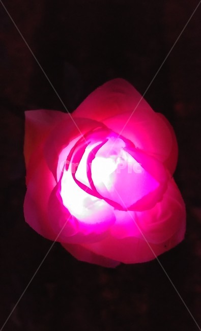 야경,plant,식물,rose,장미,flower,꽃잎,petal,꽃,blossom