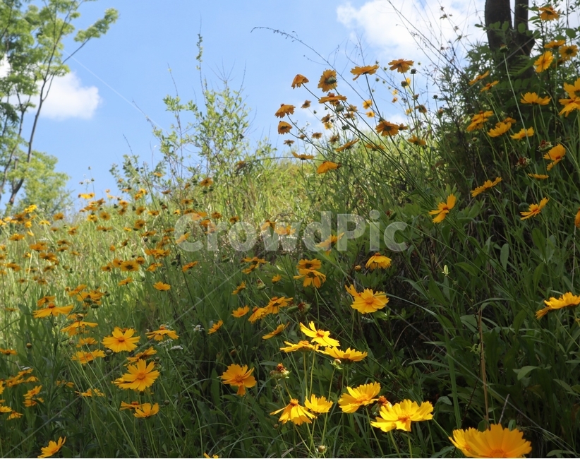 남산공원,늦봄,spring,flower,sky,yellow,푸른색,색감,감성,초여름