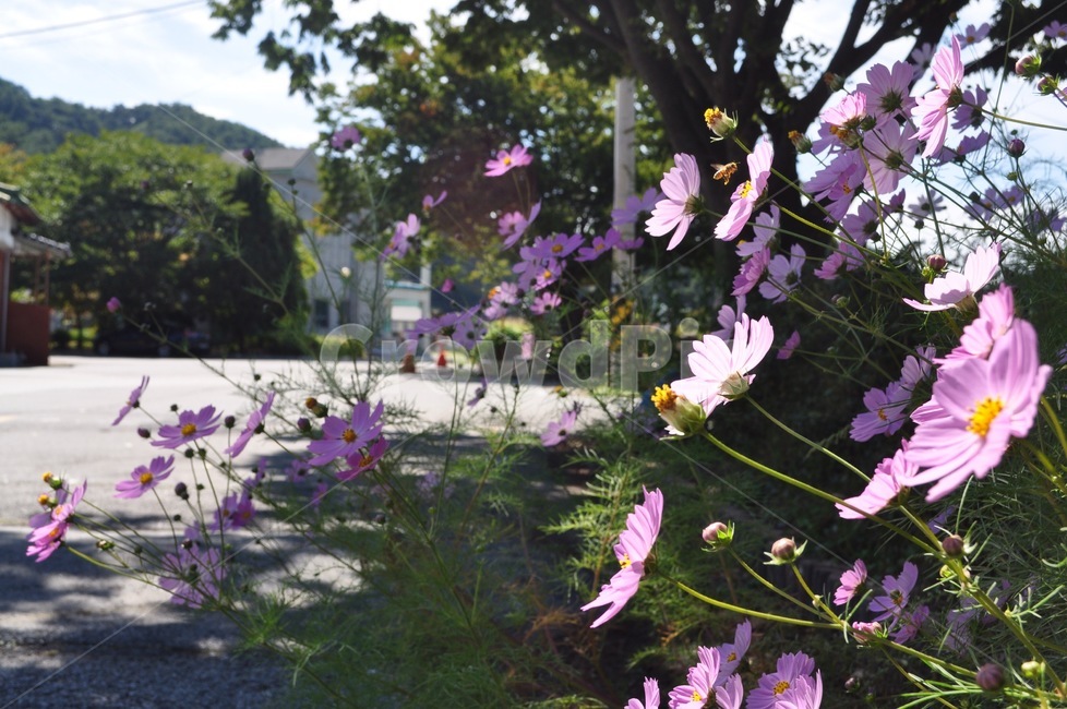 꽃,코스모스,야생화,봄,화려함,가을,계절,fall,autumn,season,식물,자연,plants,nature,꽃,flower,plant