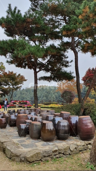항아리,나무,식물,장독대,tree,시골,한국전통,한국문화,korean traditional,korean culture