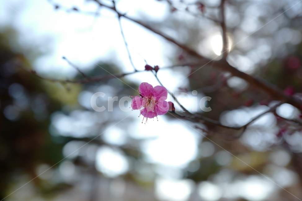 매화,홍매화,꽃,봄꽃,봄,봄,계절,spring,season,식물,자연,plants,nature,꽃,flower,plant,blossom