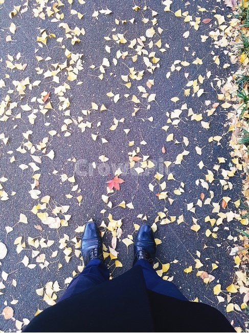 낙엽,가을,단풍,길거리,길바닥,가을,계절,fall,autumn,season