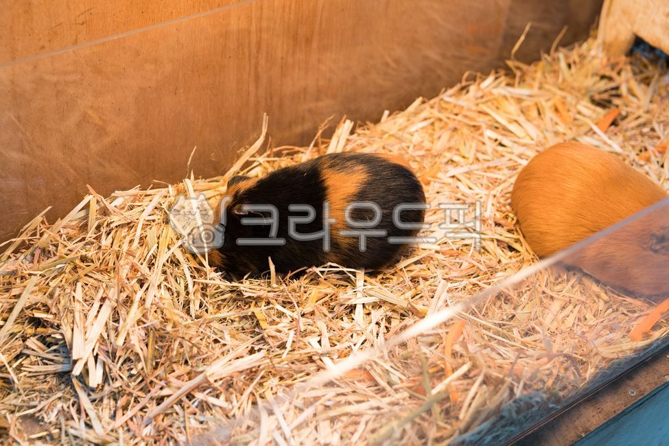 고창군,상하목장,gochanggun,jeollabukdo,sanghafarm,기니피그,guineapig,animal,동물,설치류,rodent