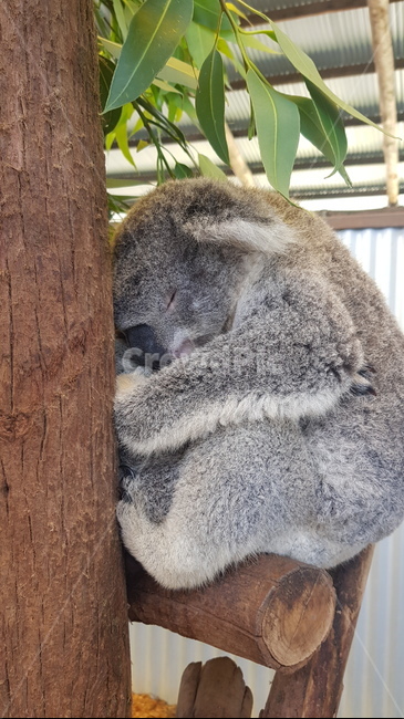 코알라,동물,koala,동물농장,호주,오스트레일리아,australia