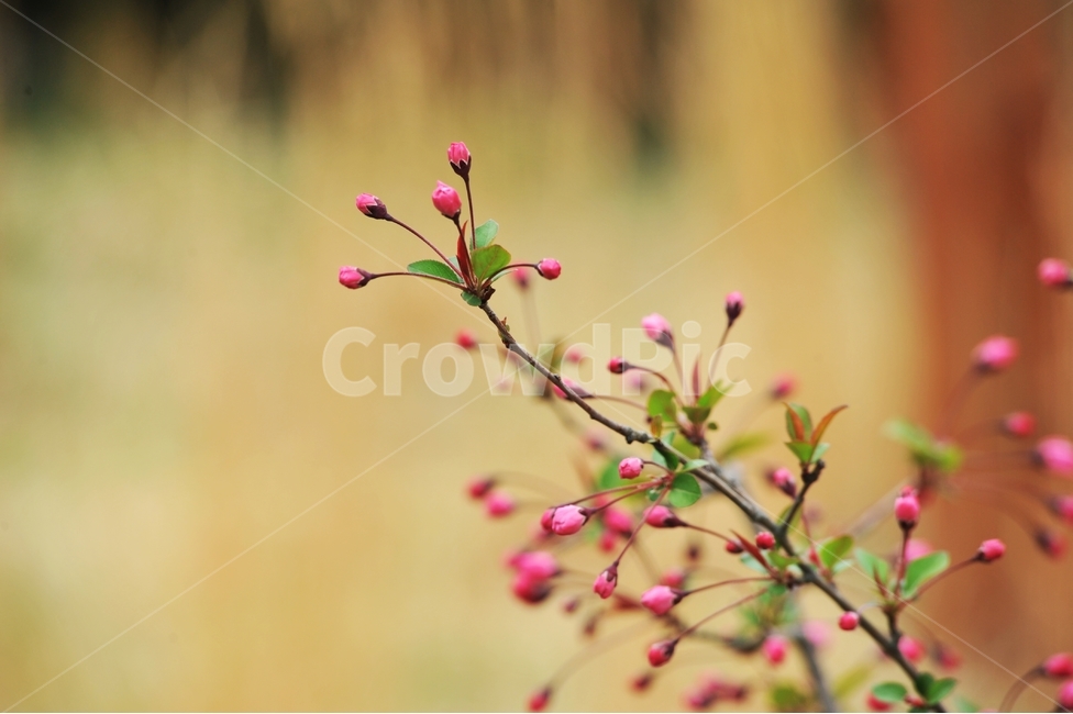 명자꽃,산당화,山棠花,봄꽃,나무꽃,식물,떨기나무,빨간꽃,붉은색,꽃,나무,봄,계절,spring,season,식물,자연,plants,nature,꽃,flower,plant