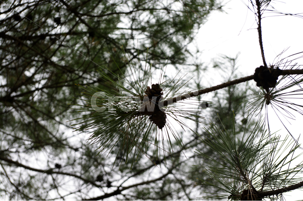 식물,나무,하늘,소나무,솔방울,식물,자연,plants,nature,나무,trees,wood