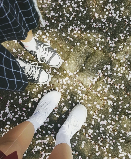봄,벚꽃,벚꽃잎,화사한,cherryblossoms,바닥,따스한,봄,계절,spring,season