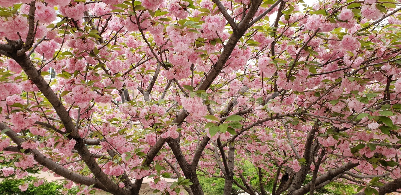 왕벚꽃,핑크,핑크색,식물,꽃,봄,계절,spring,season,식물,자연,plants,nature,꽃,flower,plant,cherry blossom,벚꽃,blossom