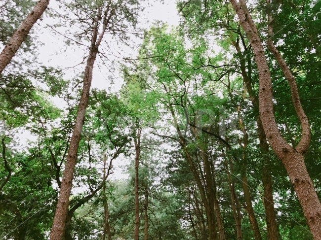 풍경,나무,자연,숲,하늘,남이섬,산책,산책길,landscape,tree,nature,forest,sky,namiisland,자연,풍경,nature,landscape,여름,계절,summer,season,plant,식물,vegetation,초목,woodland,삼림지,land,땅,outdoors,옥외,grove,작은 숲,tree trunk,나무 줄기