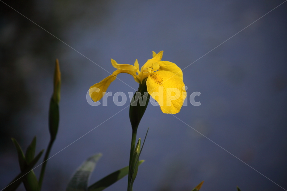 노랑꽃창포,창포,봄,붓꽃,yellowflagiris