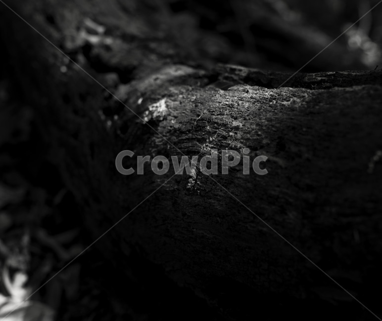 숲,숲길,제주도,제주숲길,forest,wood,leaf,나무,나뭇잎,tree,green,jeju,landscape,자연,nature,모노크롬,monochrome,흑백,blackandwhite