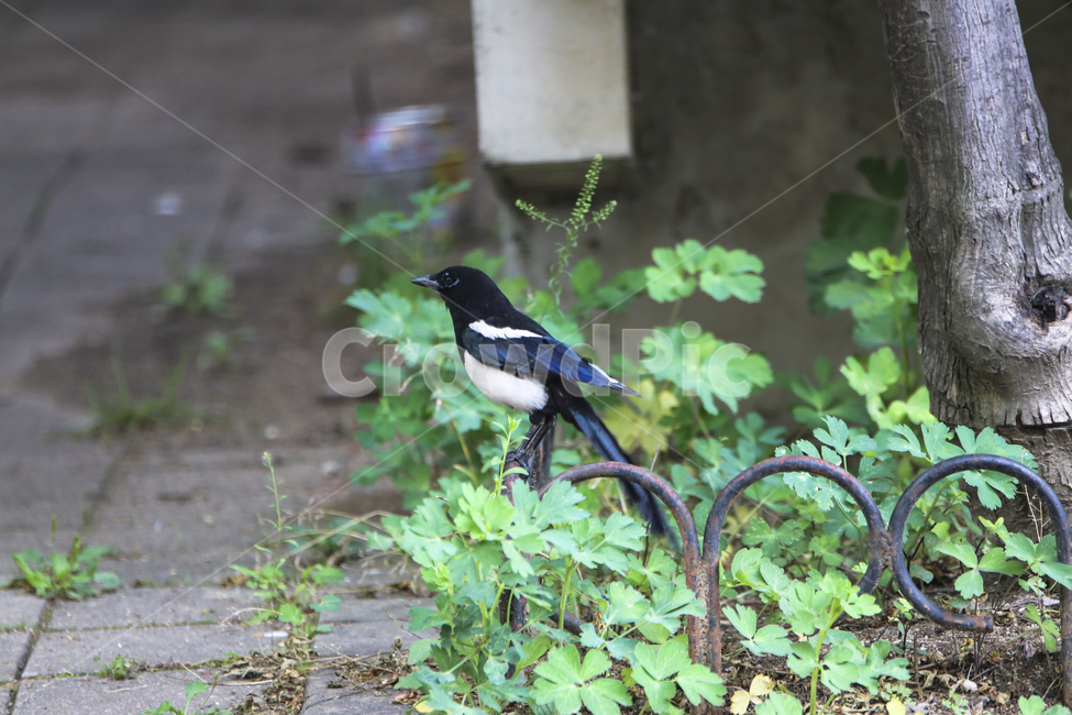 까치,새,조류,자연,생태,나무,bird