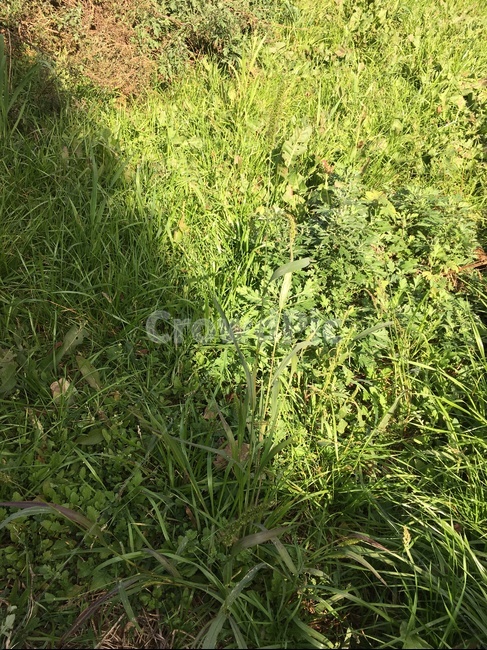 plant,식물,grass,잔디,풀,들,자연,풍경