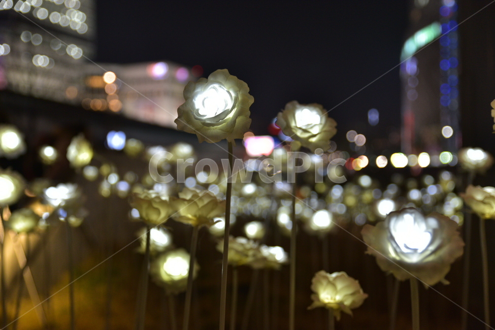 장미,풍경,도시,야경,꽃,밤,야경,밤,풍경,nightscape,night,landscape,lighting,조명