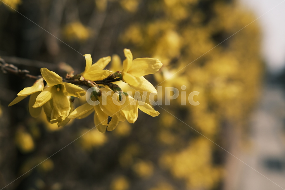plant,식물,개나리,봄,spring,따뜻함,추억