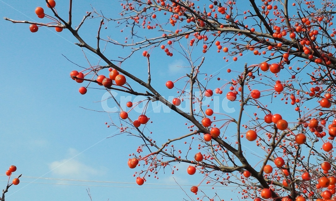 식물,감,과일,나무,가을,fruit,plant,food,fall
