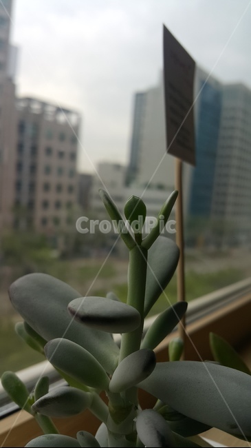 파이팅,fighting,식물,용기,희망,hope,창가,plant