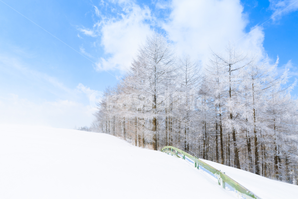 눈,하늘,구름,블루,강원도,대한민국,한국,나무,겨울,풍경,snow,sky,cloud,blue,korea,southkorea,tree,winter,양떼목장,삼양목장,cool,freezing,cold,겨울풍경