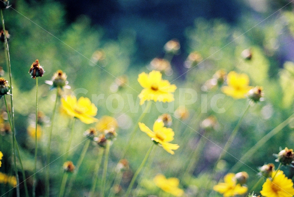식물,꽃,자연,필름,들꽃,필름사진,필카,감성,식물,자연,plants,nature,꽃,flower,감성,sensible,feeling