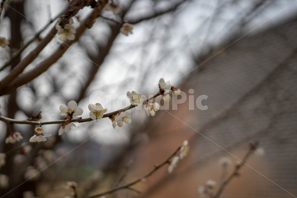 매화,꽃,흰색,하얀,나무,식물,봄,아름다운,봄,계절,spring,season,식물,자연,plants,nature,꽃,flower,plant