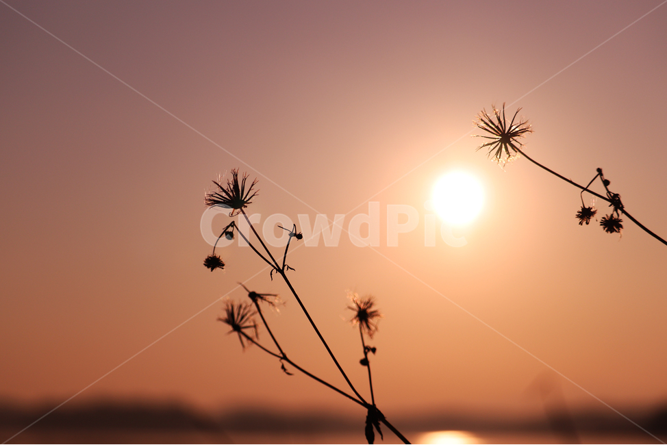 light,빛,flare,플레어,plant,식물,flower,dandelion,민들레,blossom,꽃,해,노을,일출,풍경