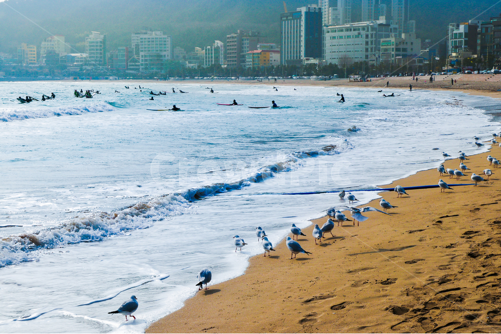 animal,동물,bird,새,nature,자연,water,물,outdoors,옥외,바다,해수욕장,풍경,강원도,옵바위,사람,태양,해,동해,감성,고성,파도,갈매기,wave,sea,겨울,해변,beach,조류,birds,sensible,feeling,해변,바다,beach,sea,동물,animal,조류,새,birds