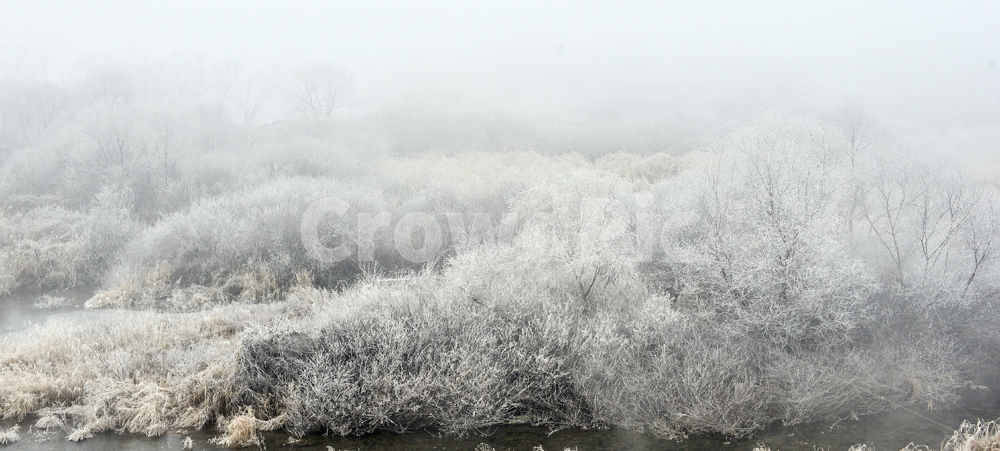 상고대,서리발,겨울,겨울풍경,서리,소양강,눈,나무,겨울,계절,winter,season,자연,풍경,nature,landscape,outdoors,옥외,snow,frost
