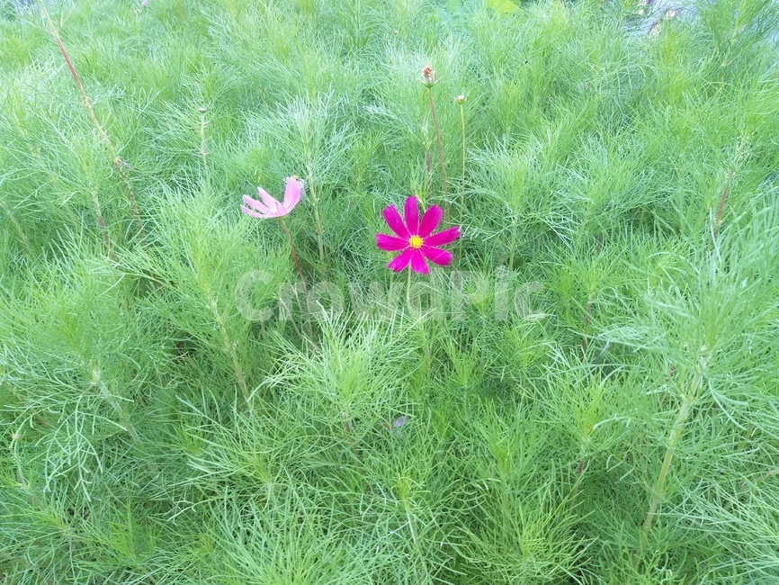 코스모스,여름,식물,summer,plant,green,feeling,감성,들판,field