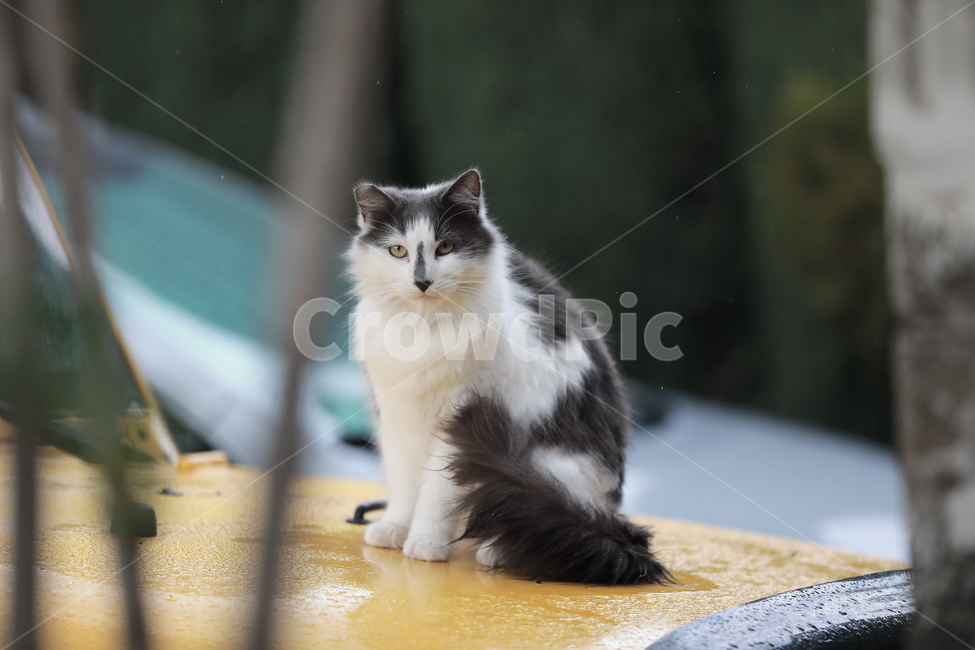 고양이,동물,집사,길양이,길고양이,차,동물,animal,포유류,mammal,고양이,cat,kitten,kitty