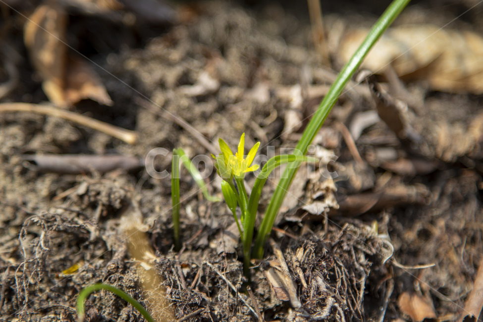봄,꽃,야생화,중의무릇,새싹,봄,계절,spring,season,식물,자연,plants,nature,꽃,flower,plant,ground,바닥