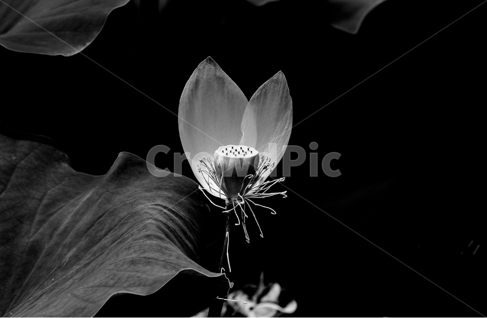 연꽃,문양,무늬,습지,연잎,식물,자연,plants,nature,꽃,flower,흑백,모노톤,monochrome,black and white