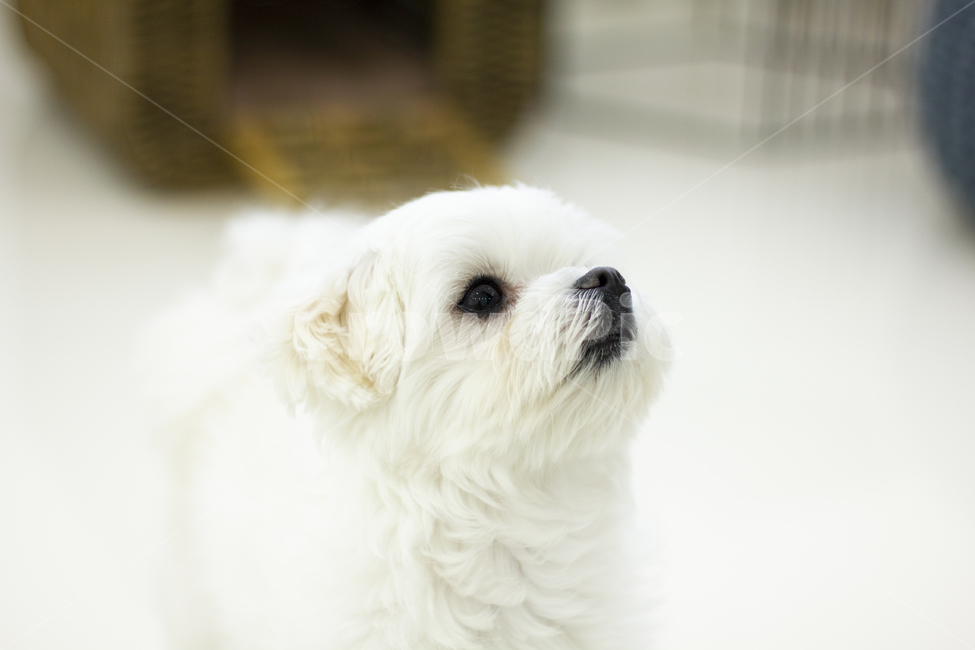 animal,동물,pet,dog,개,puppy,강아지,말티즈,maltese,동물,animal,포유류,mammal,개,강아지,dog,doggy