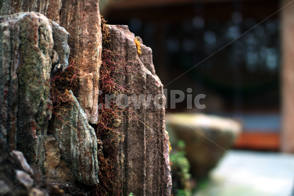 moss,이끼,plant,식물,돌,결