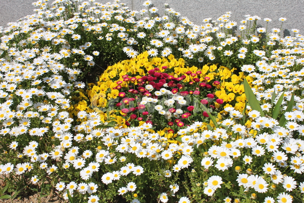 하얀꽃,하트모양꽃,팬지꽃,국화,프로포즈,chrysanthemum,flower,pansiflowers,식물,자연,plants,nature,꽃,flower