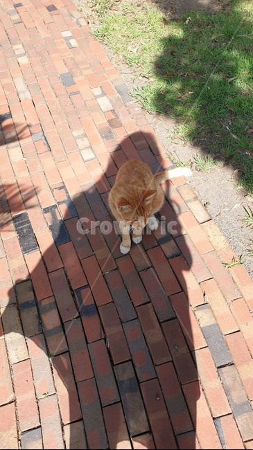 고양이,사람그림자,길냥이,그림자,냥이,보도,cat,사람,인물,길거리,shadow,human