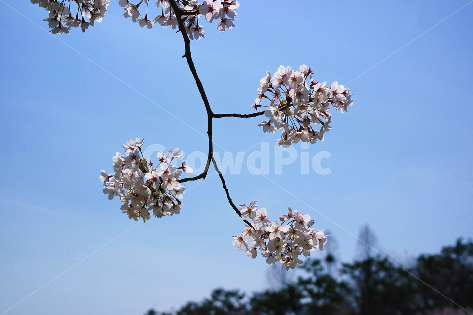 벚꽃,꽃,자연,식물,하늘,나무,cherryblossoms,sky,nature,flower,plant,tree,힐링,healing,landscape,scenery,scene,view,sight