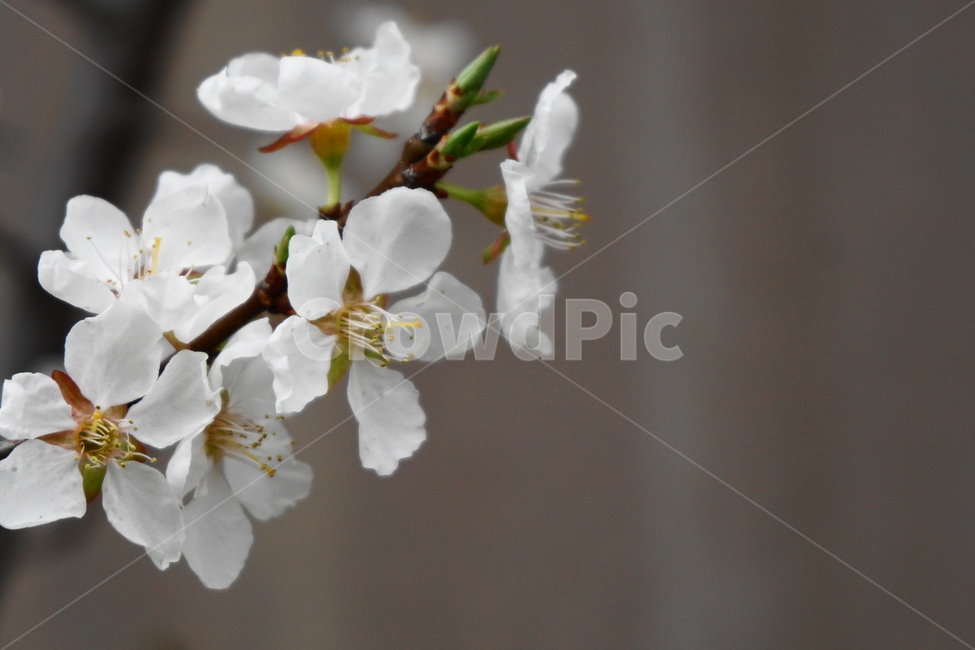 봄꽃,흰꽃,설유화,조팝나무꽃,봄,조팝나무,3월,봄,계절,spring,season,식물,자연,plants,nature,꽃,flower,plant