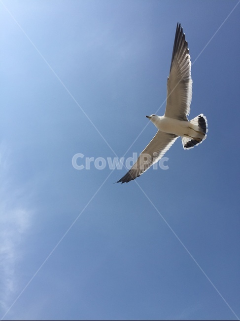제부도,하늘,비상,갈매기,자유,동물,animal,조류,새,birds