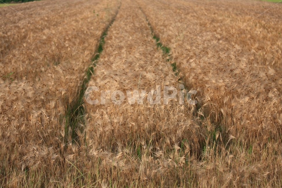 보리,청보리,보리밭,자연,풍경,자연,풍경,nature,landscape,plant,식물,grass,잔디