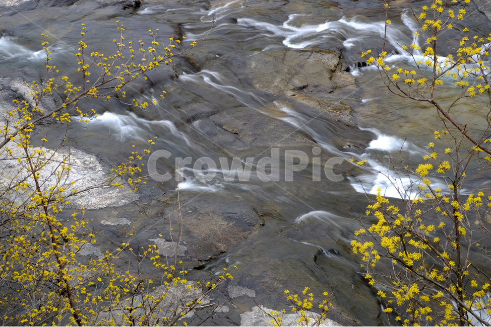 산수유,산수유꽃,풍경,봄,자연,계절,spring,season,식물,나무,물